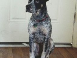 box_heeler_20211216_2074354580